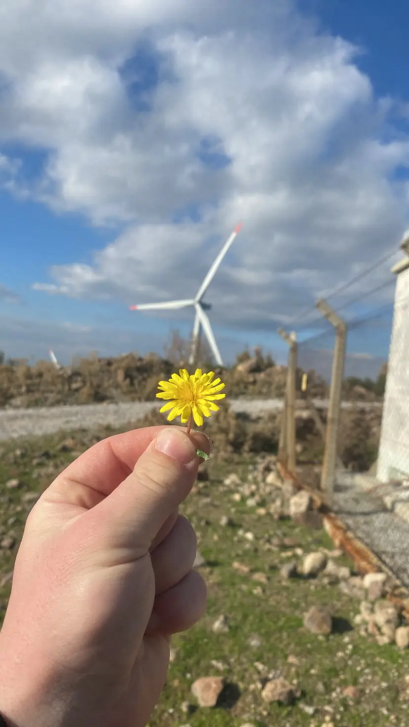 Saha çitinin yanında tutulan sarı kır çiçeği, arkada bir türbin
